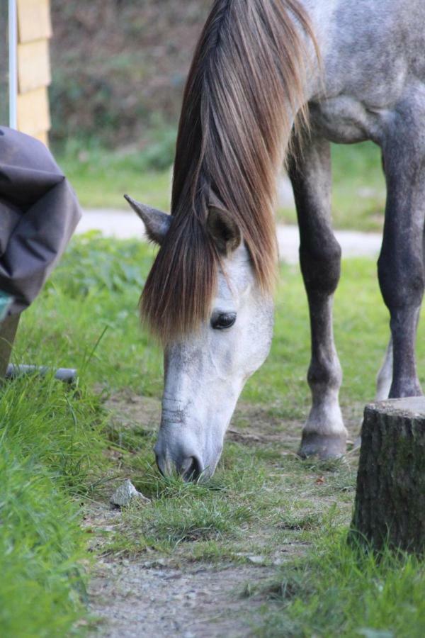 Une Roulotte Et Des Chevaux Trefflean Exterior photo